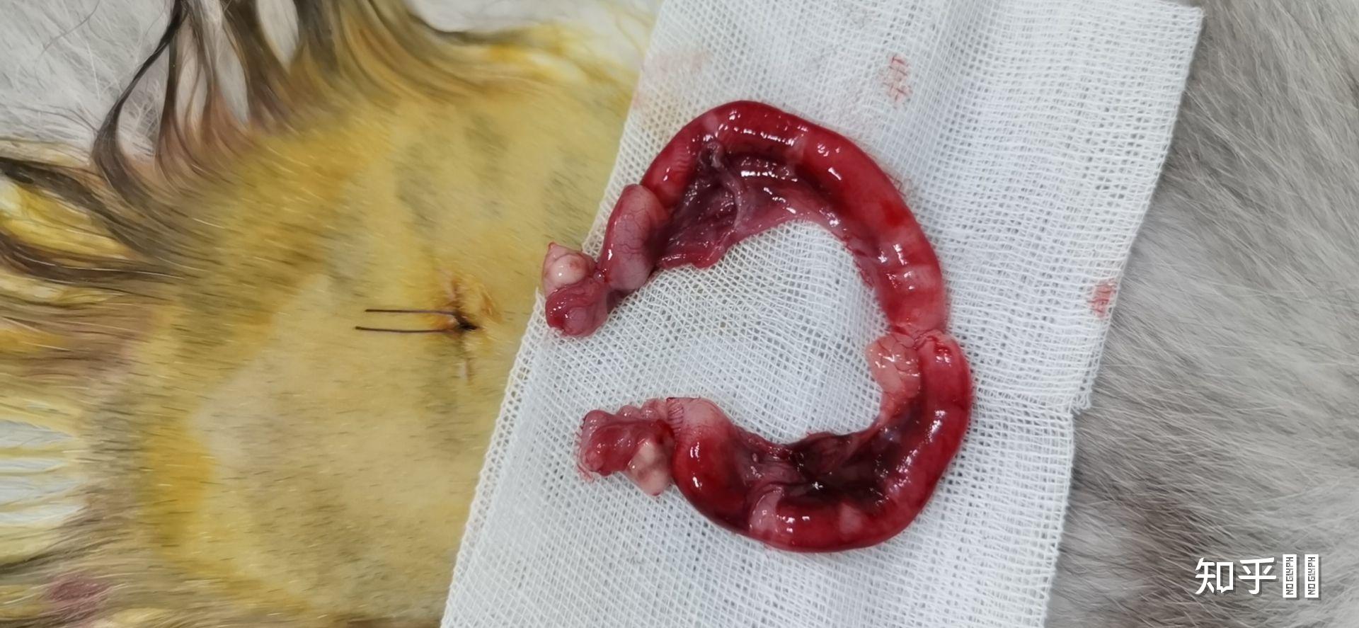 你们给猫绝育花了多少钱?