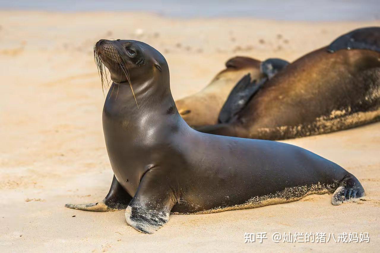 海狮的生活习性有什么特点? - 知乎
