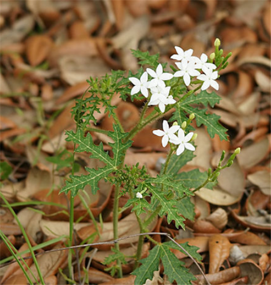 世界10大危险植物之一的坏女人花注定只能孤芳自赏