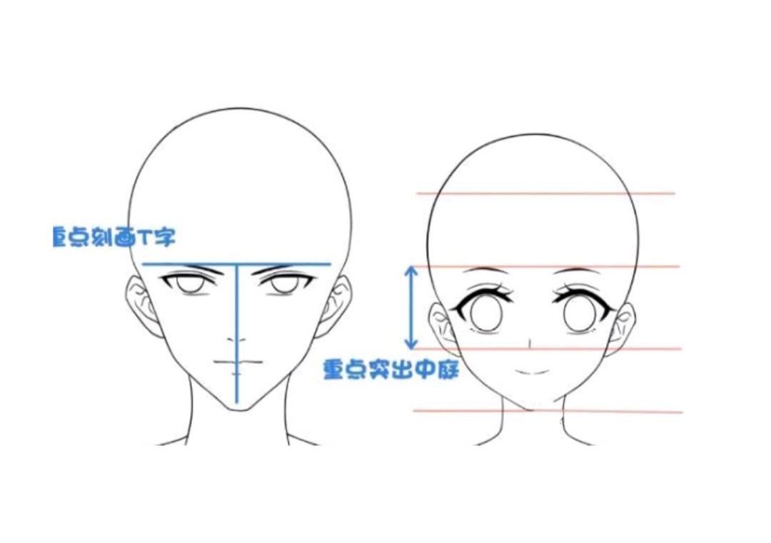 初学漫画提问:五官位置都大概是什么比例?