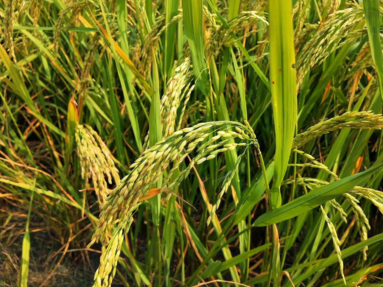 稻谷的种植技巧