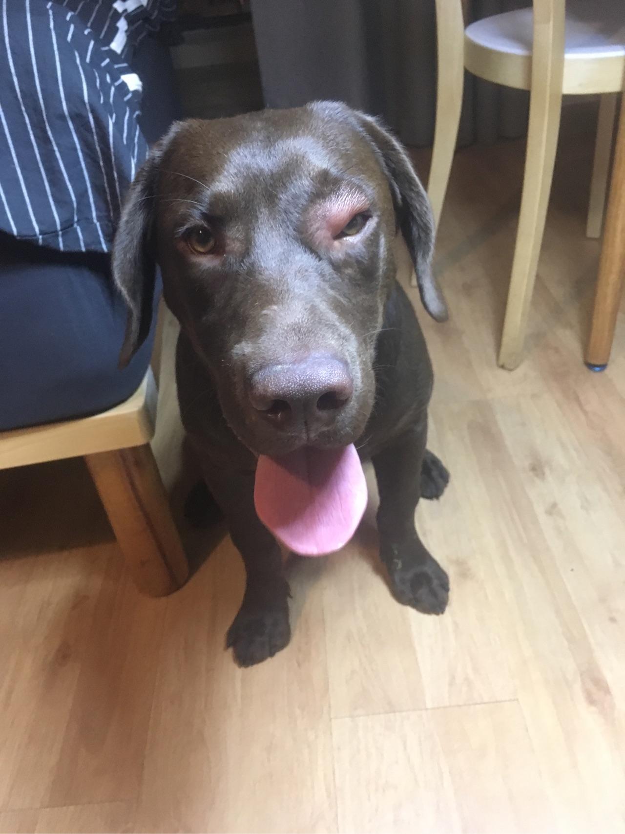 狗狗一只眼睛肿了