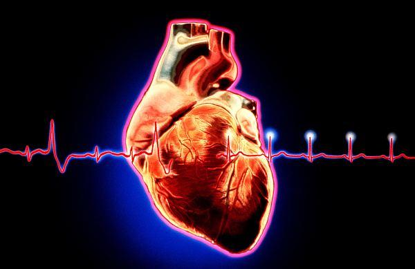 人类心肌细胞可极大修复猴子受损的心