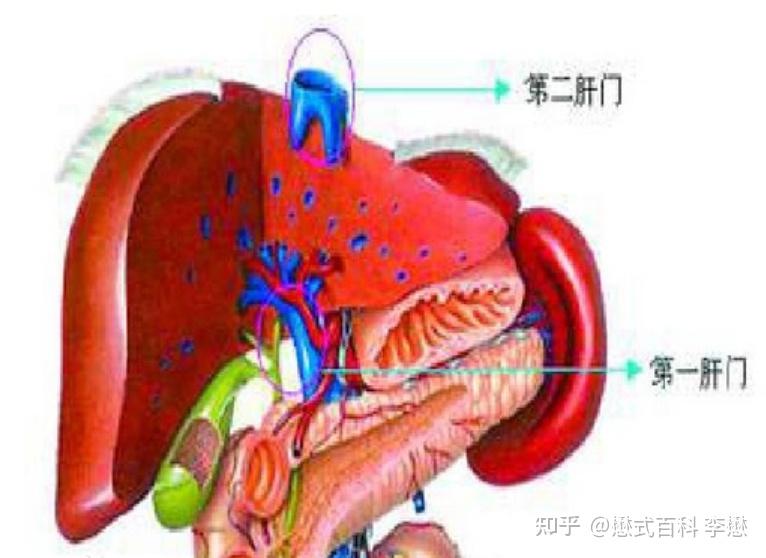 解剖学上第二、三肝门的区别和联系是什么？ - 知乎