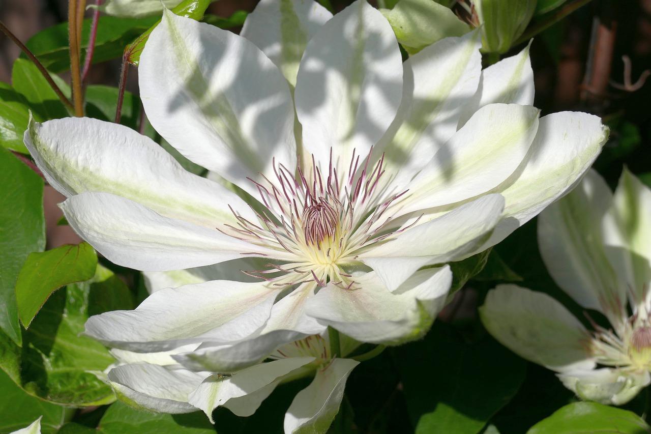 铁线莲如何养护