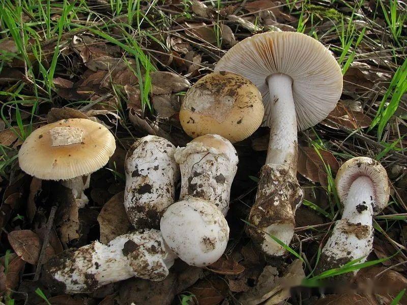 【真菌界全系列-23】伞菌目—鹅膏菌科（下） - 知乎
