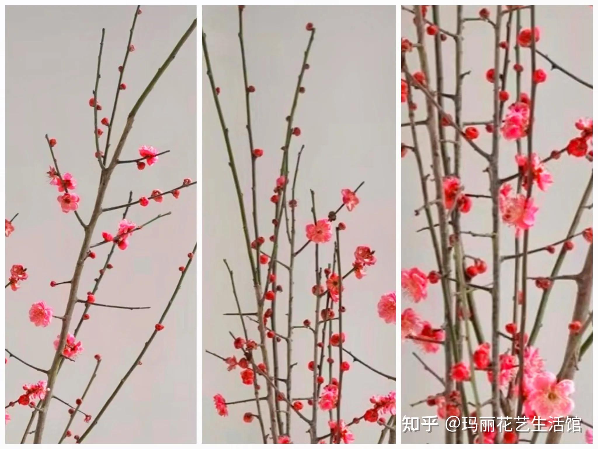梅花香自苦寒来！梅花并不难养，家庭养花小技巧 - 知乎
