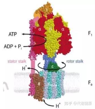 旋转分子马达:ATP合成酶,生命能量的“印钞机” - 知乎