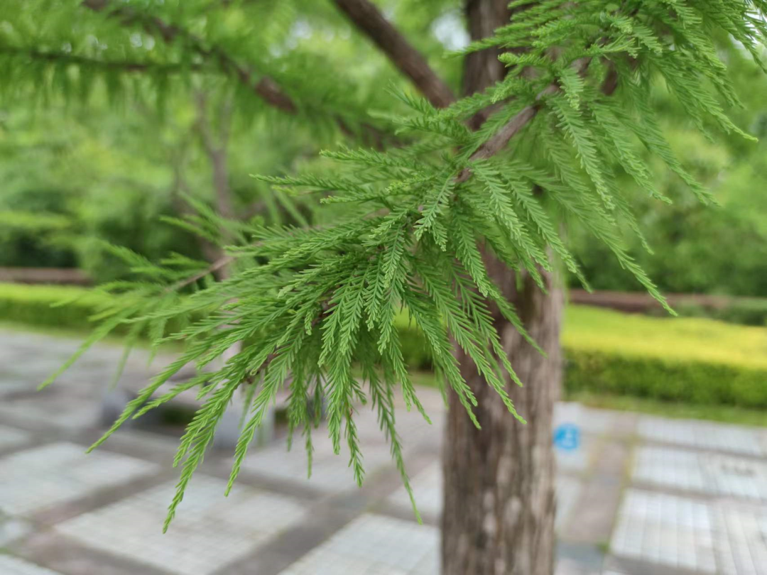 如何区分水杉、池杉、东方杉、落羽杉、中山杉？ - 知乎