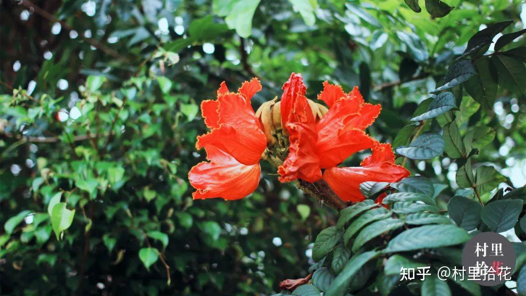 「火焰树」花开如其名，结种像杀鱼！ - 知乎