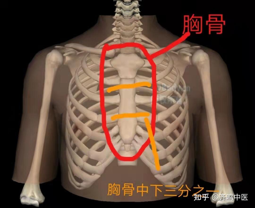 骨骼剑突图片