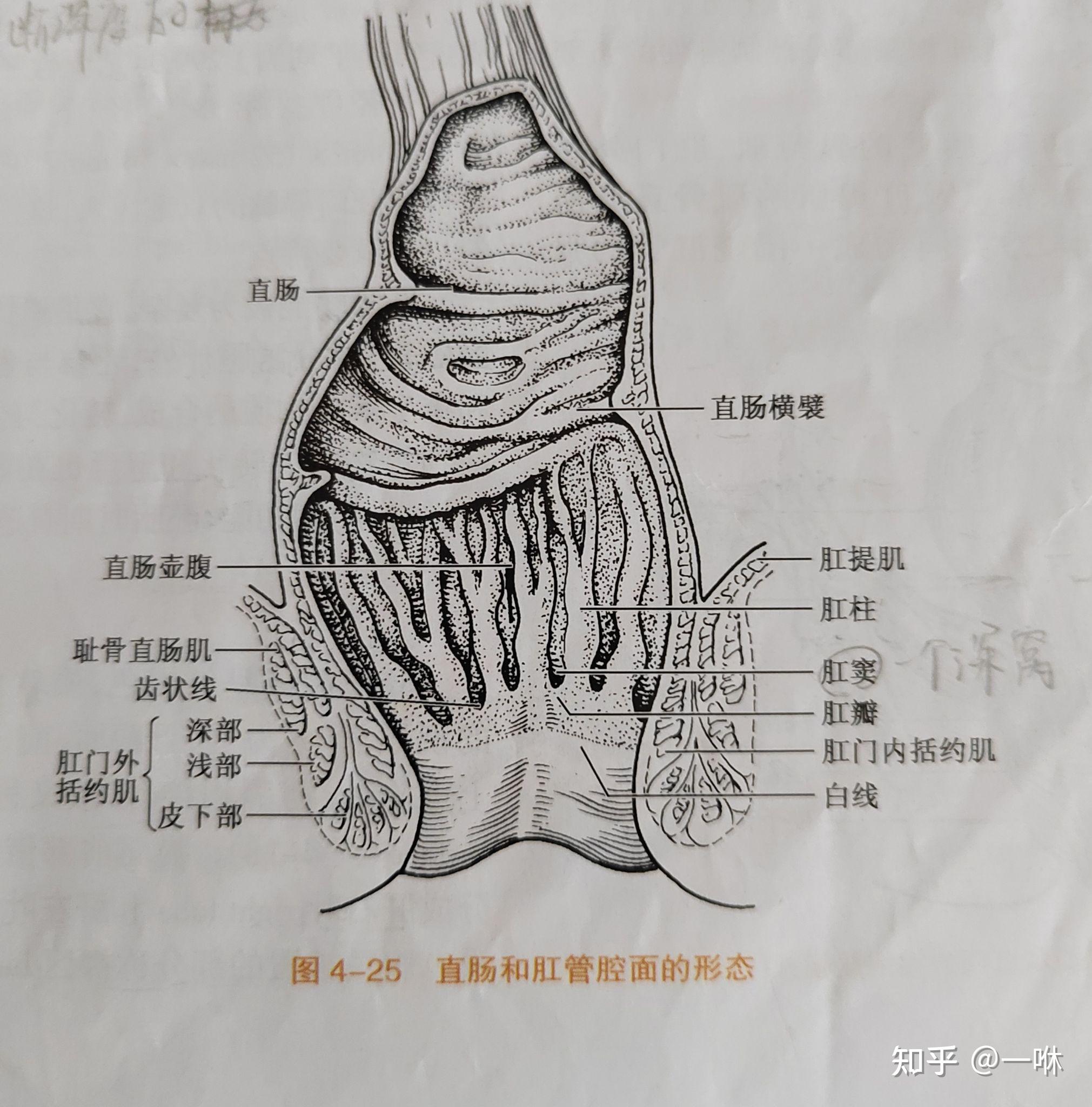 正常的肛门图片