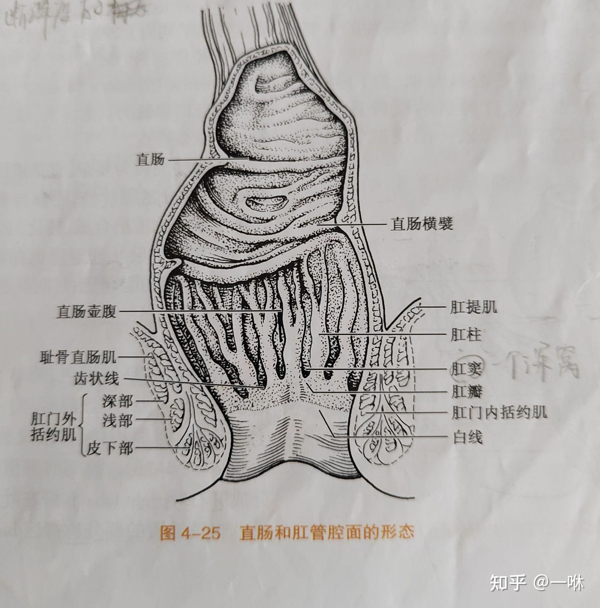 知乎