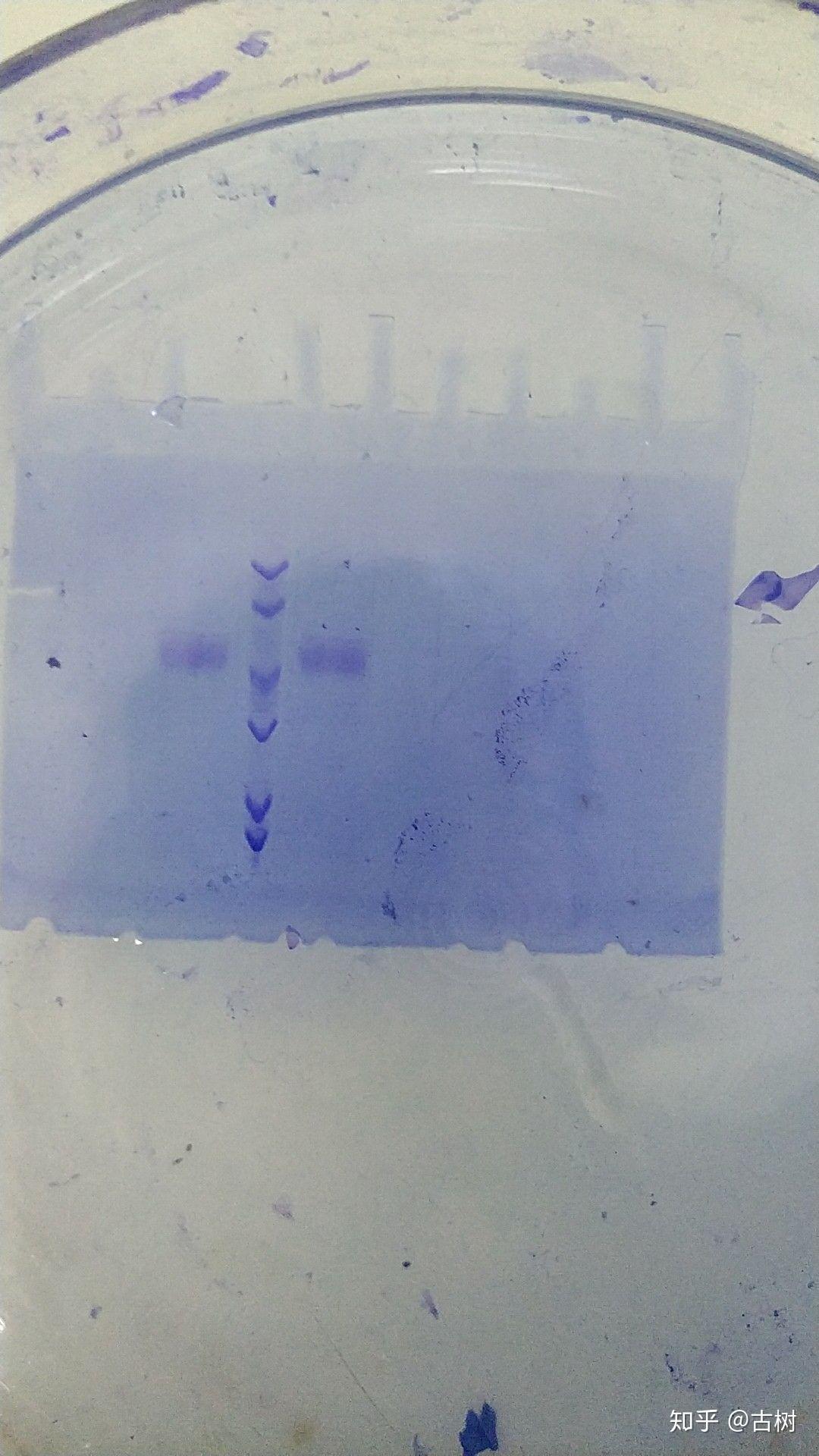 sdspage凝胶电泳的maker条带呈对勾形状蛋白条带无异常这是怎么回事