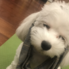 橙子多