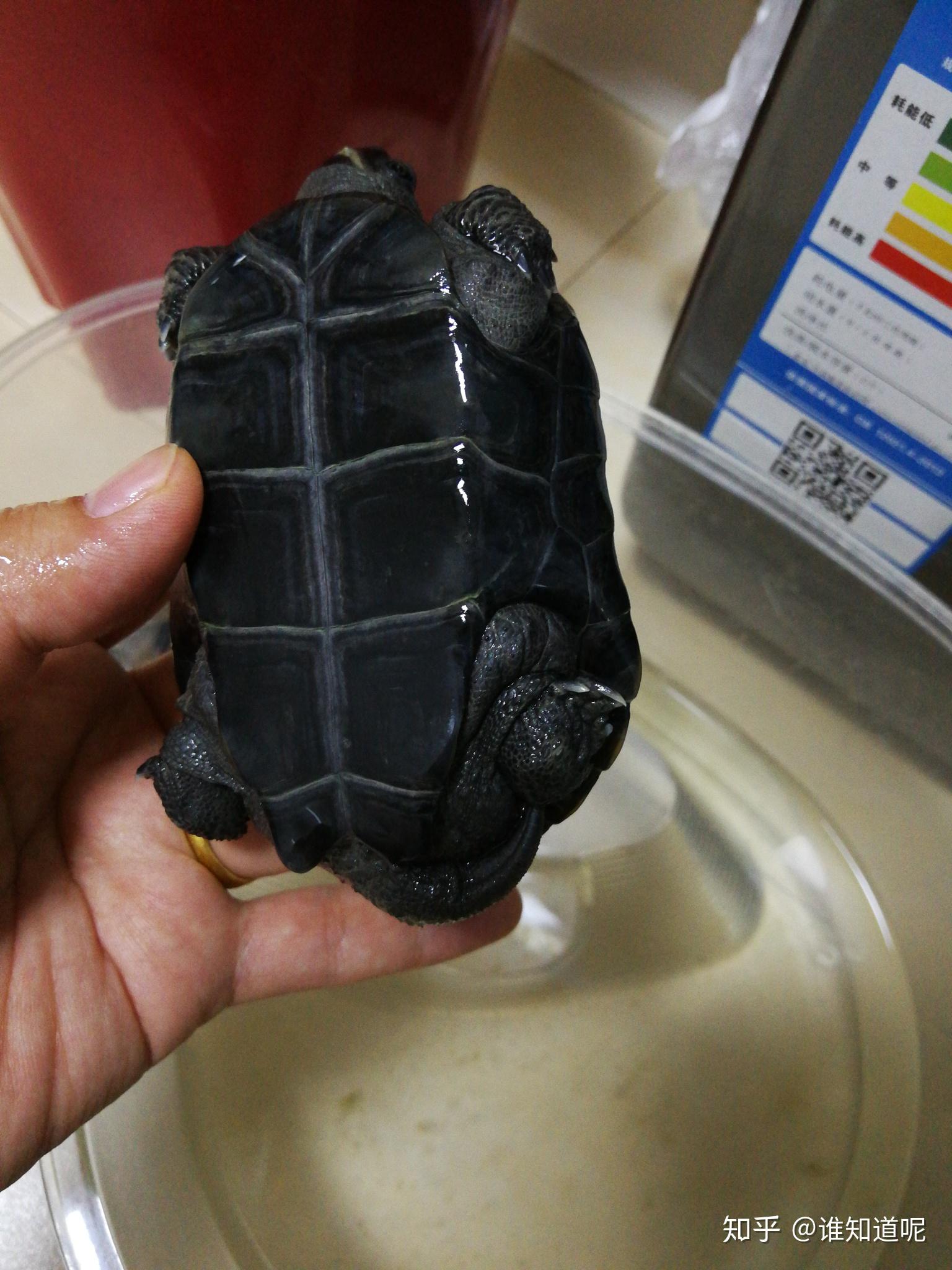 公草龟的墨化过程图片图片
