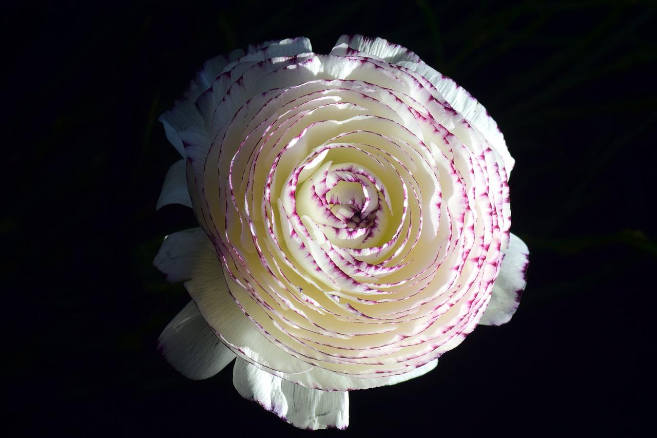 2. 毒性成分揭示