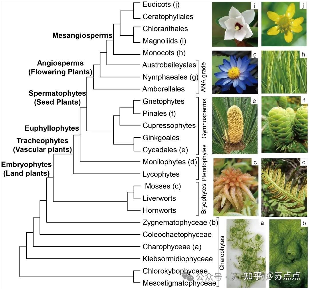 五分钟看懂系统进化树——结构、种类、分析方法、分析软件与可视化 - 知乎