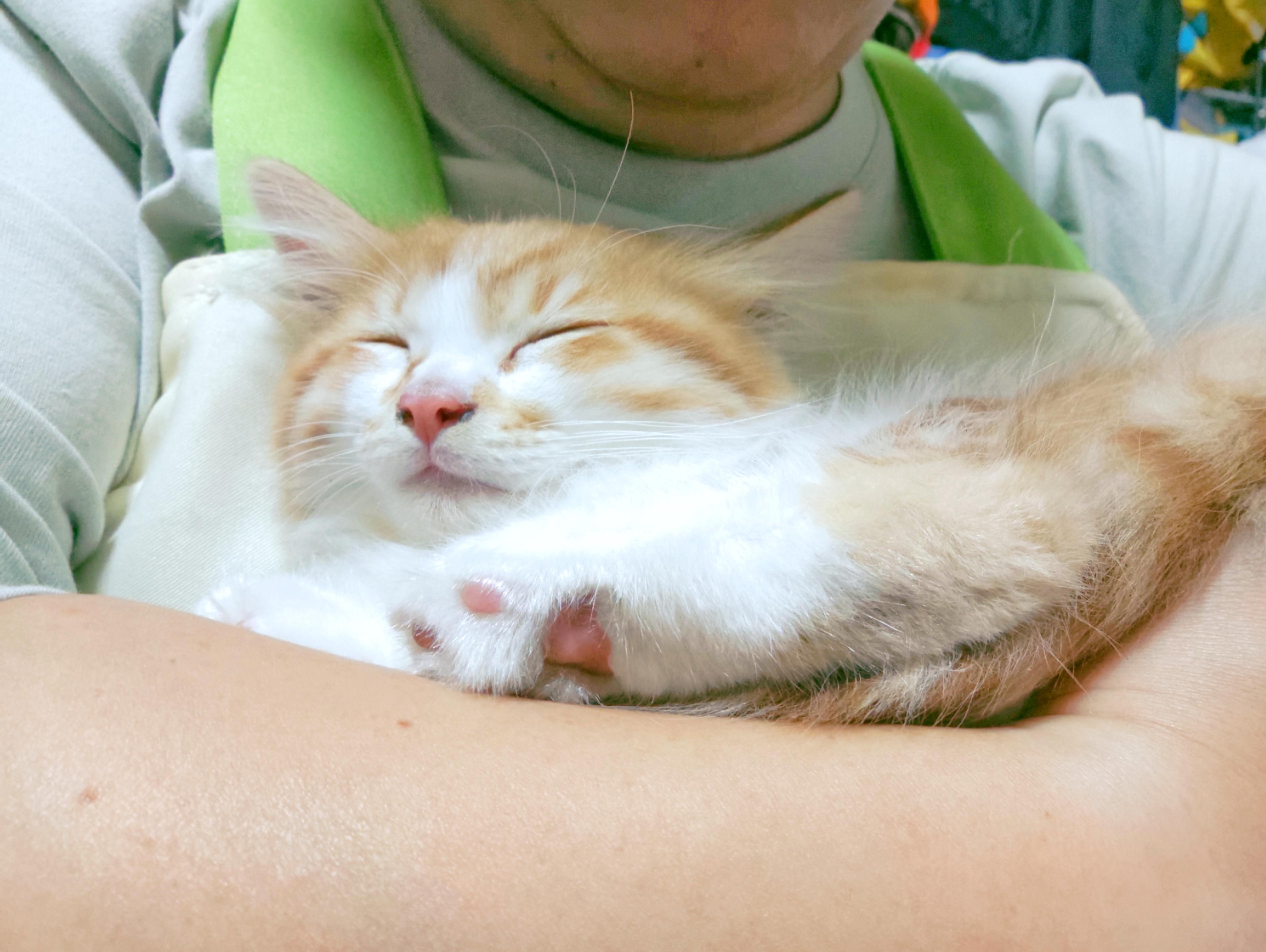 可以分享一张你家猫睡觉的照片吗?