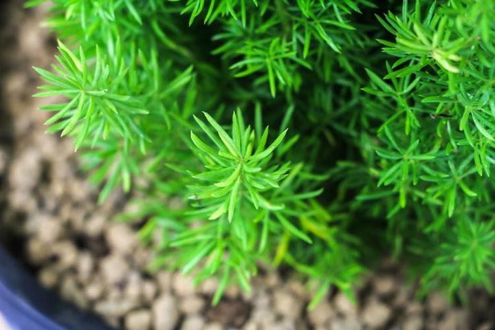 天门冬养植要领 - 知乎