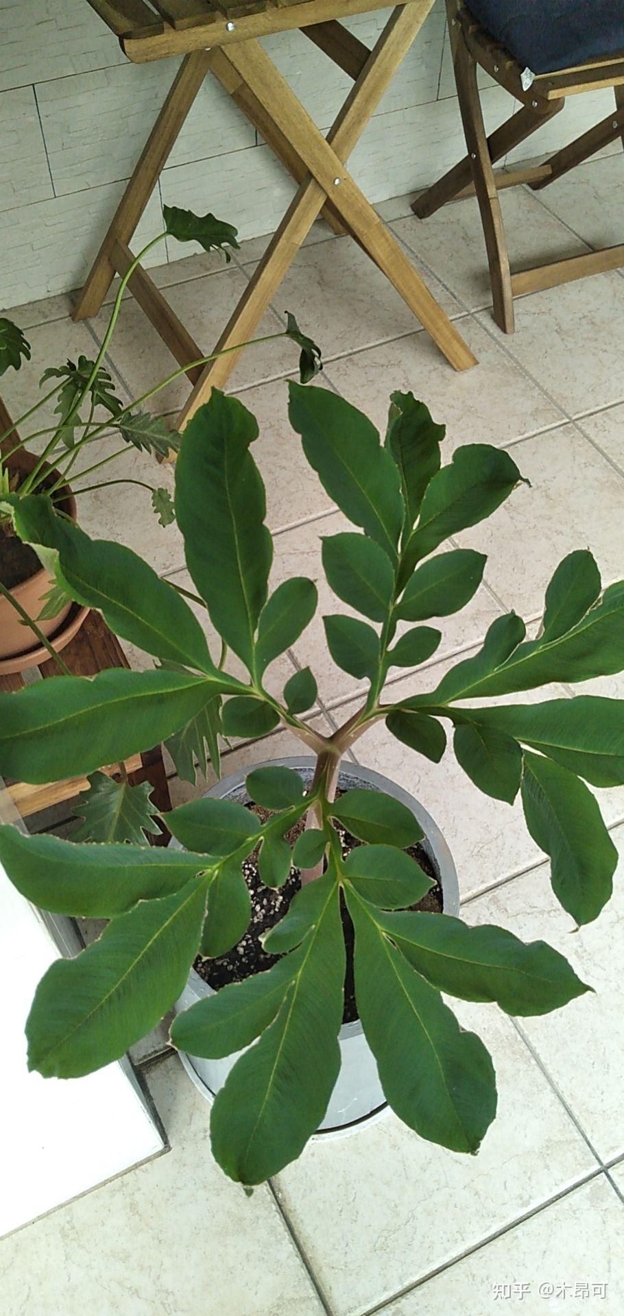 巫蛊百合怎么样