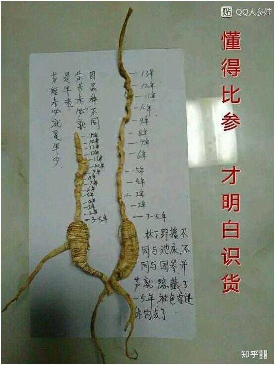 野山参是真的假的,求鉴定? - 知乎