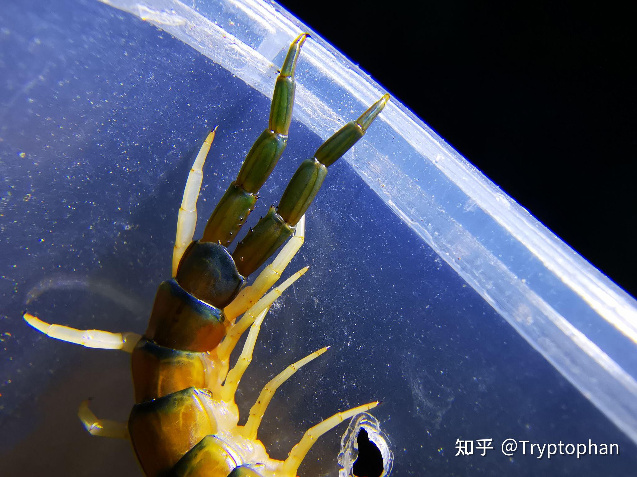 蜈蚣怎么判断雌雄