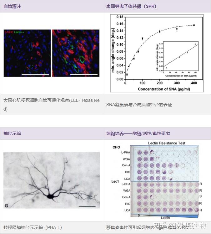 凝集素&糖生物学试剂 - 知乎