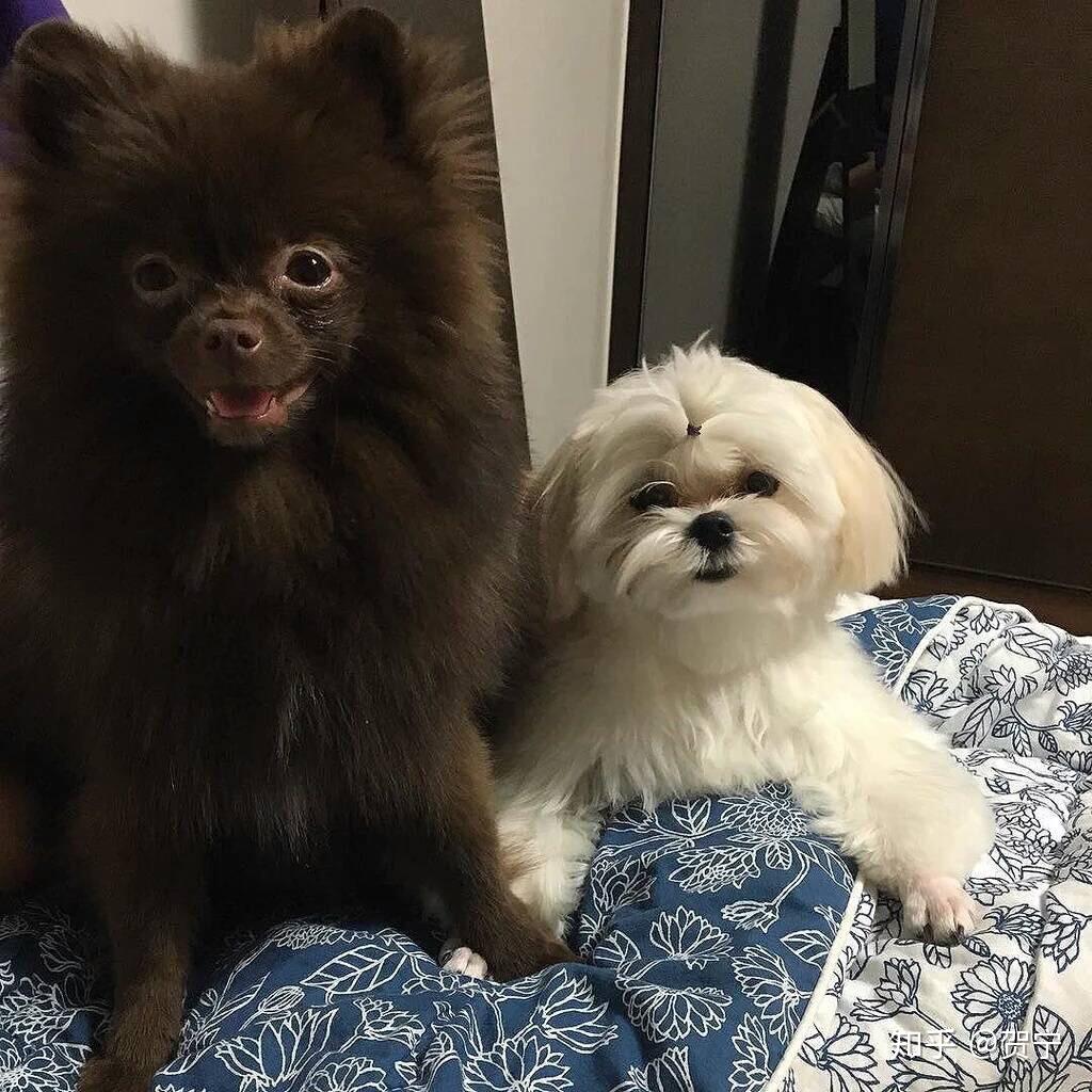 请问blackpink的四位成员分别养的事什么宠物