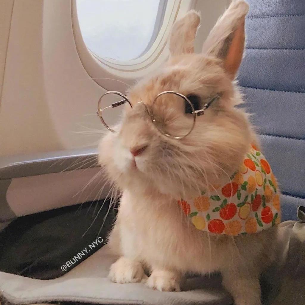 有什么可爱的小动物头像? - 知乎