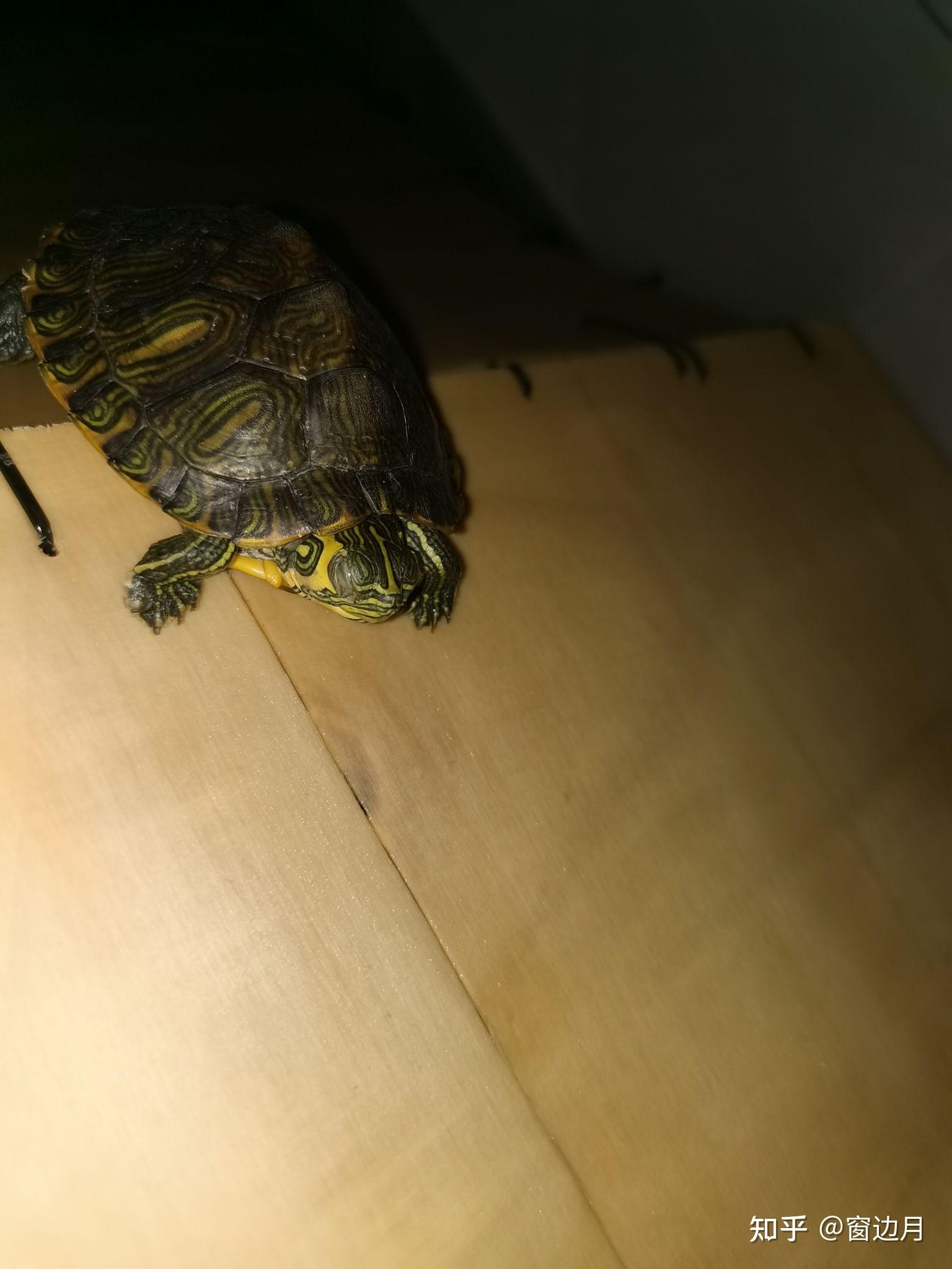 乌龟睡觉是什么样子的