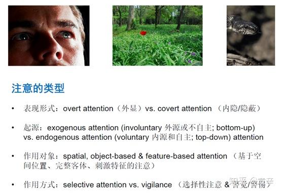 意识、感知和注意力之间有怎样的关系? - 知乎