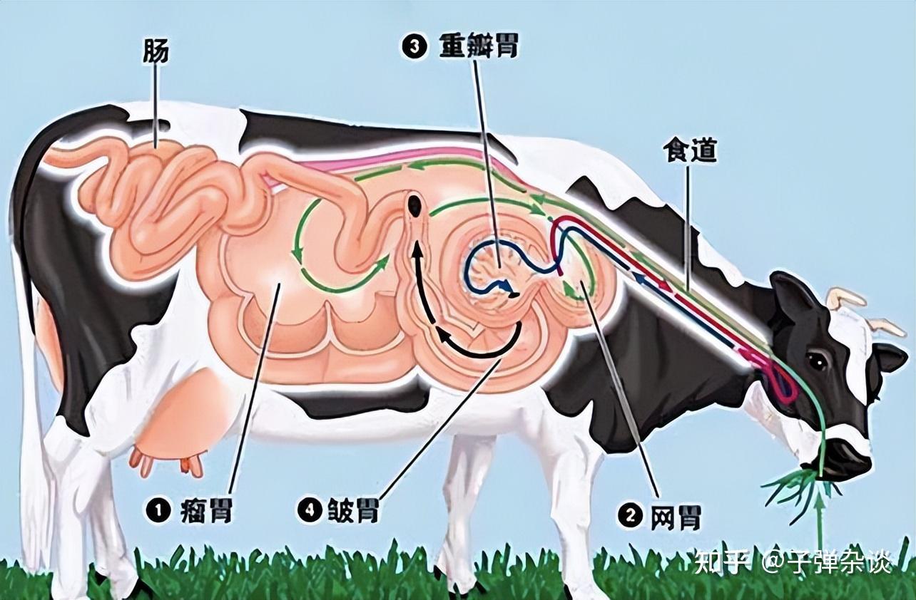 牛肠子图片 结构图图片