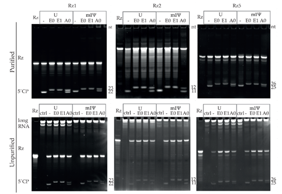 【耀文解读】mRNA篇|mRNA质量分析（一）：基于RNase H或核酶的加帽率检测方法 - 知乎