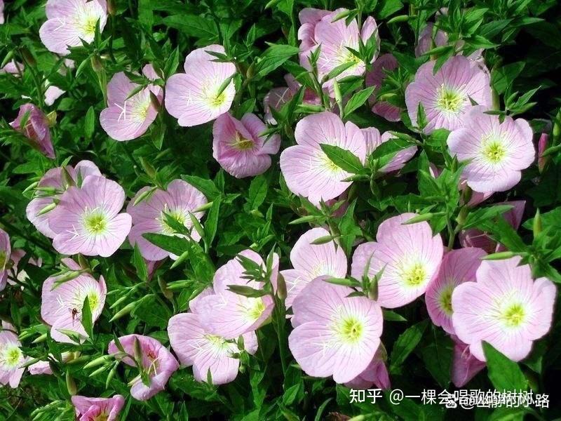 有哪些花是晚上盛开的? - 知乎