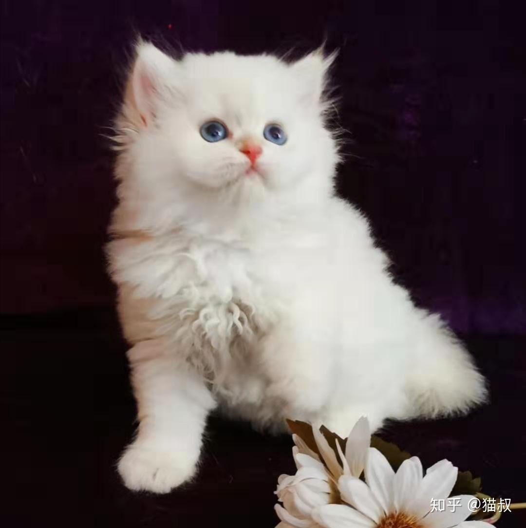 有没有人能科普一下金渐层重点色,金点猫的品相,色号之类的越详细越好