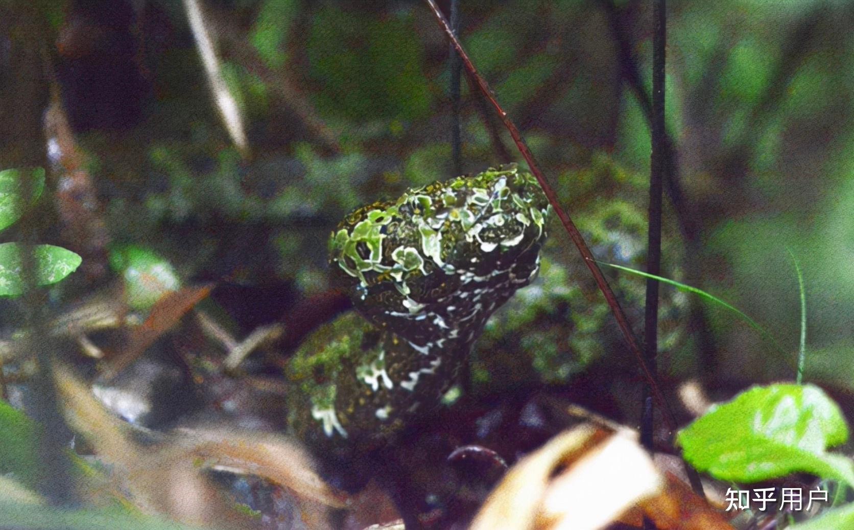 以前去湖南莽山旅游了解到当地有一种莽山烙铁头的蛇也是非常珍稀的