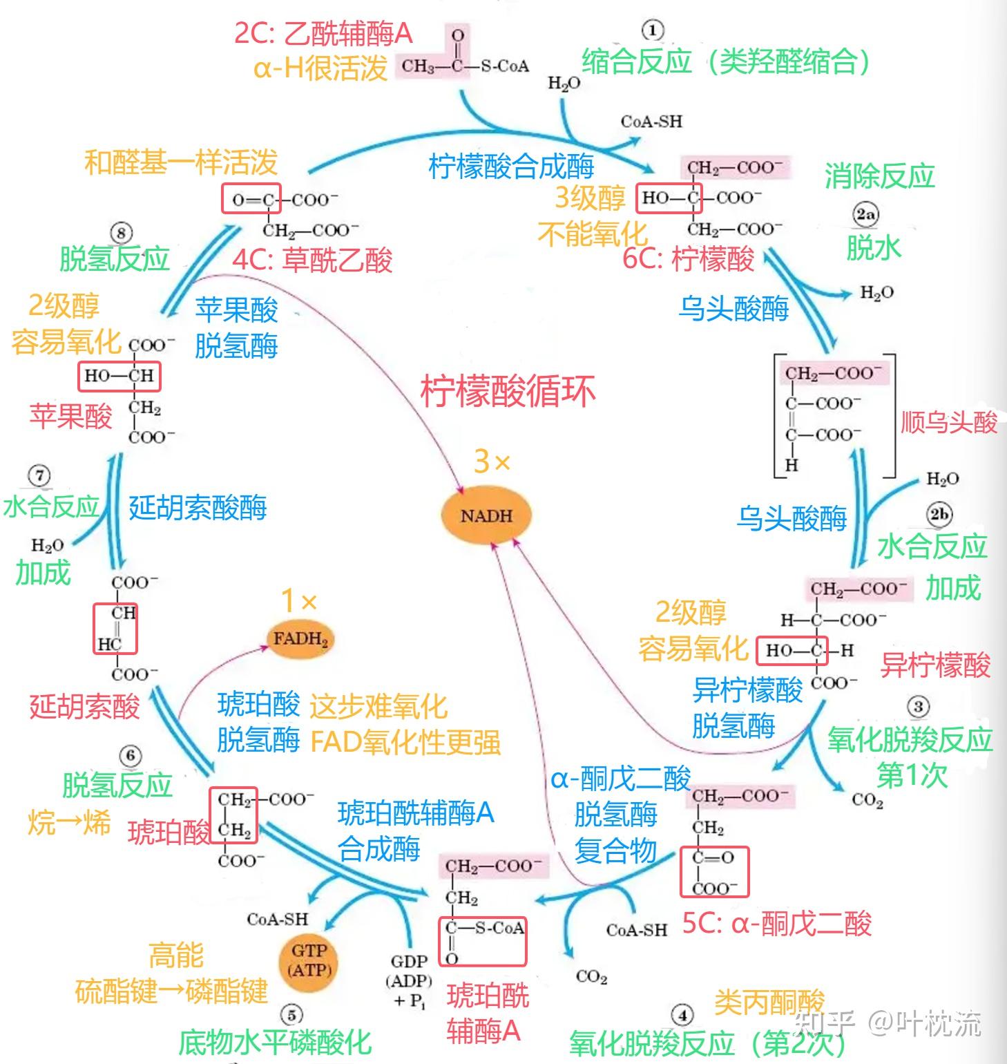 有机化学老师,如何深入理解和记忆三羧酸循环? - 知乎