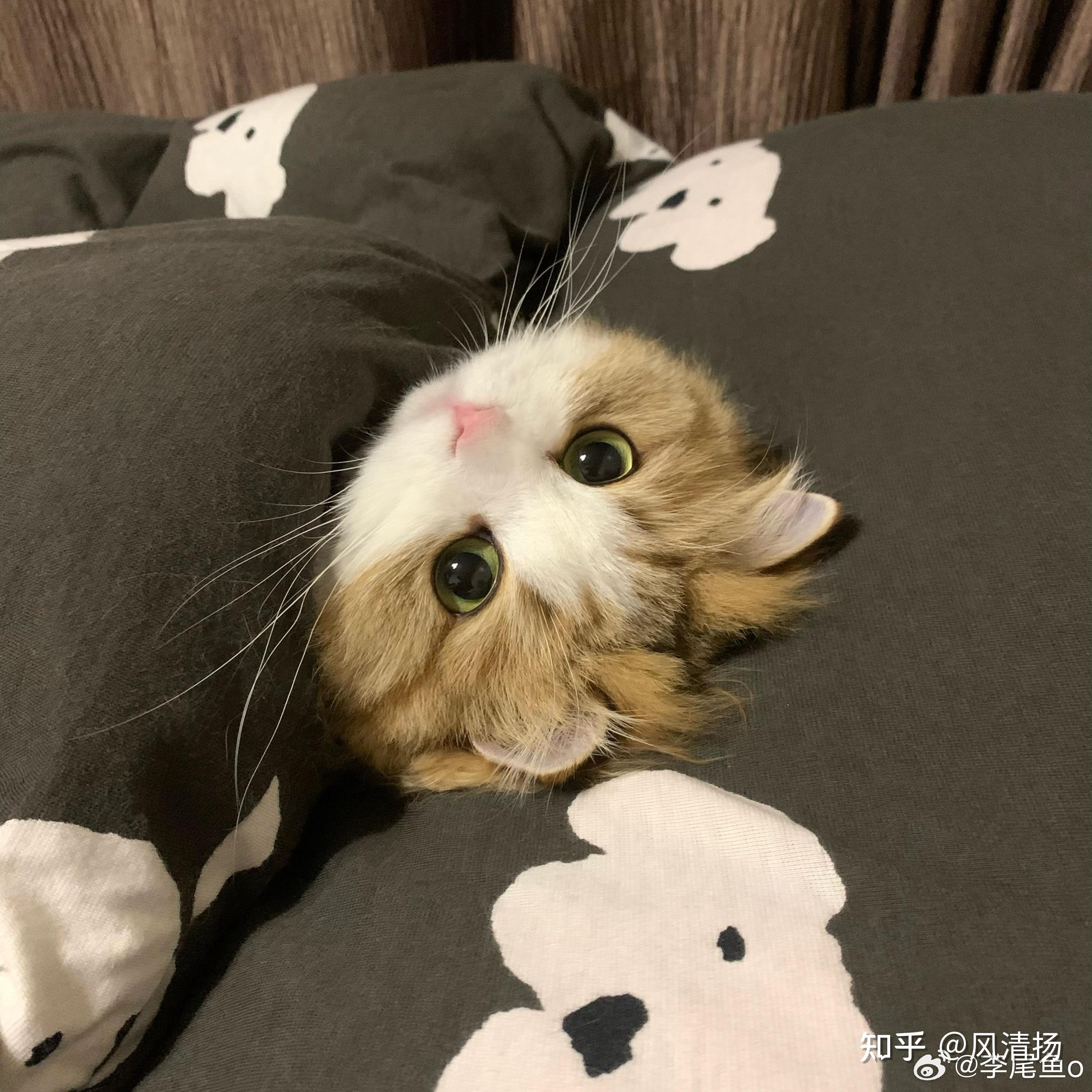 可以看看大家猫猫睡觉的照片吗?