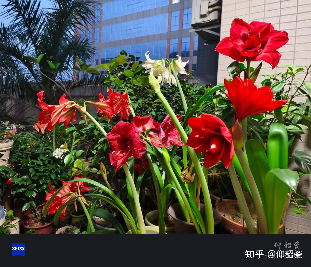 栽种朱顶红后多久会开花呢? - 知乎