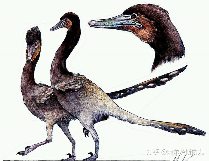 为什么大众仍然不接受鸟类源于恐龙？