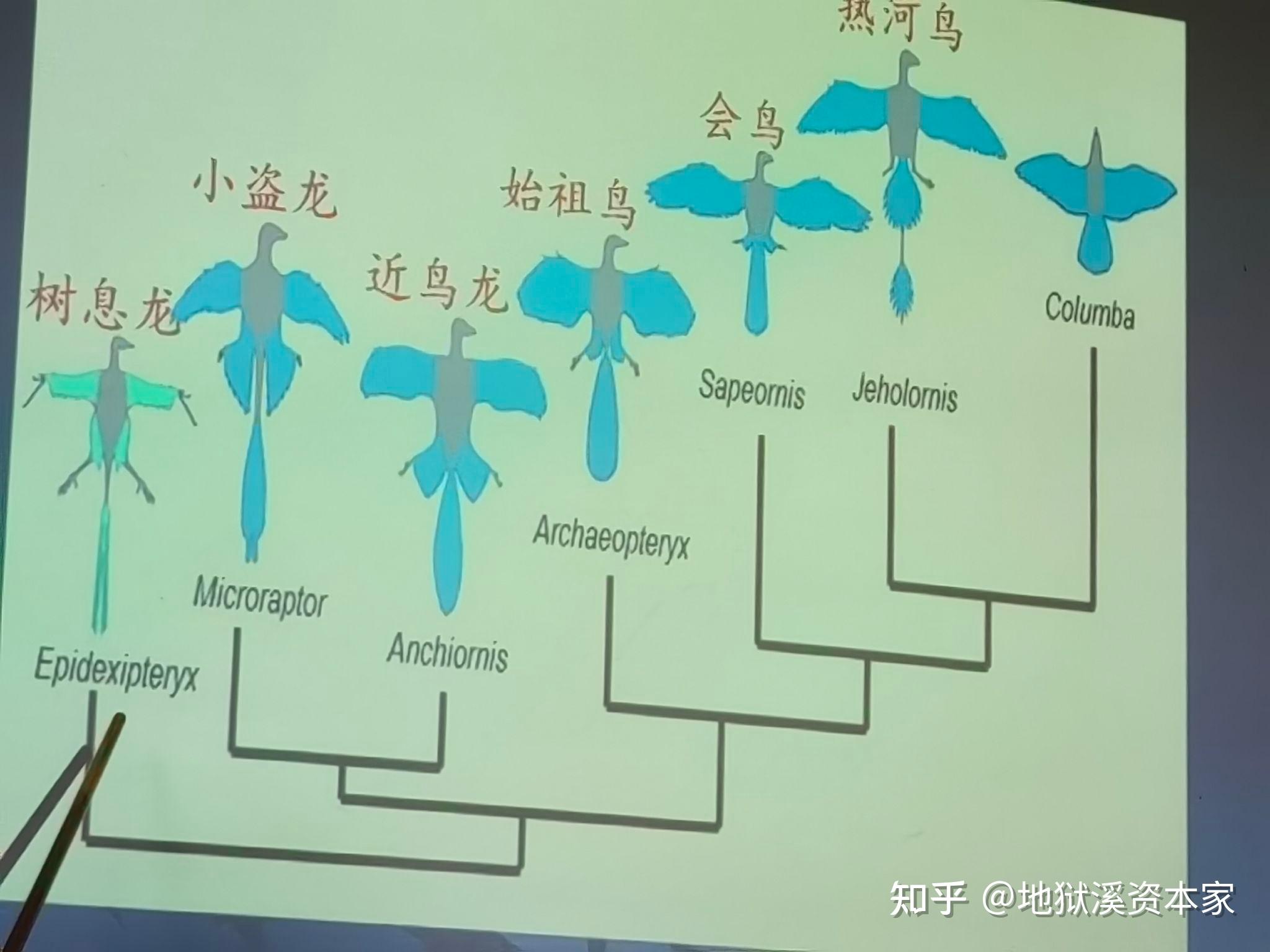 恐龙体型好像都是超级大的，那么有像猫或者狗一样大的恐龙吗？ - 知乎