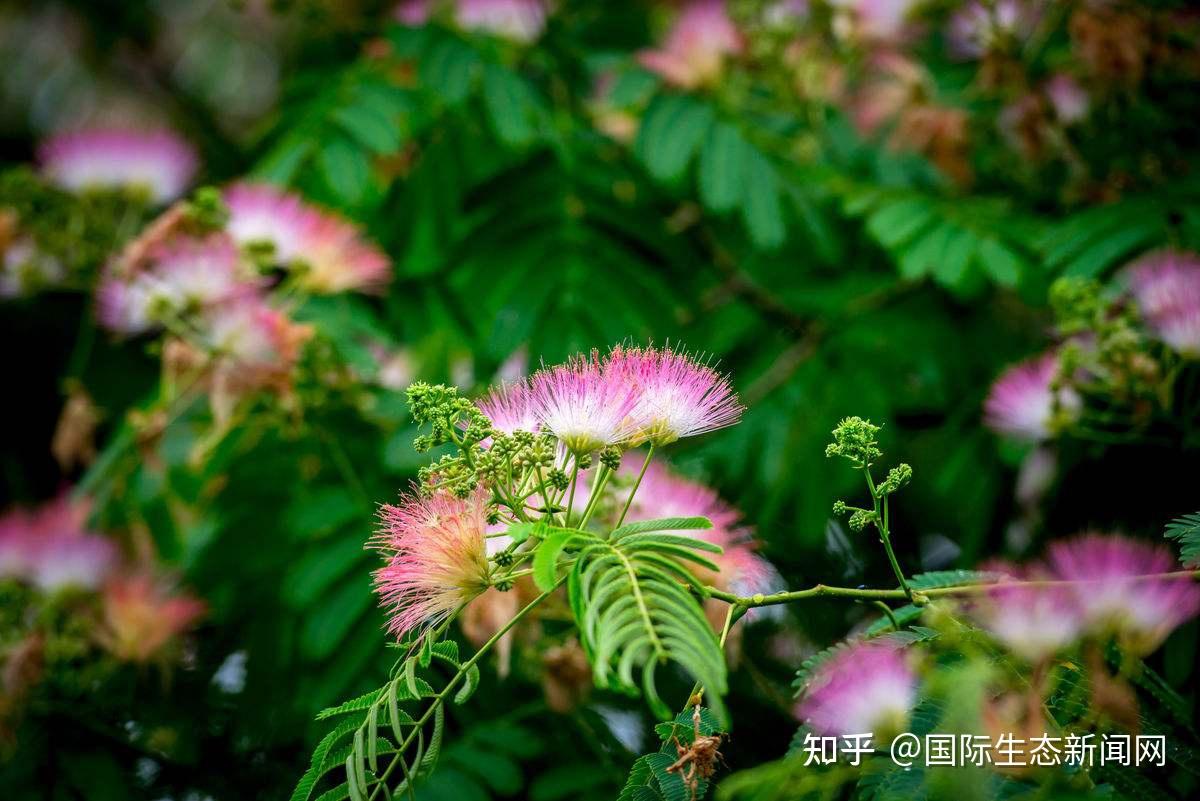 豆科植物运动器官叶枕的多维基因调控网络研究 - 知乎