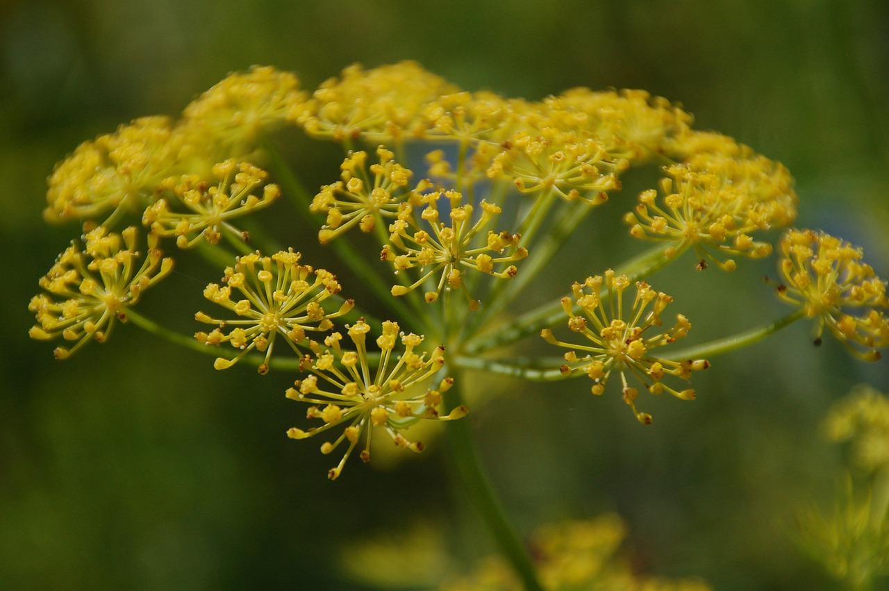 2. 专业除草方法