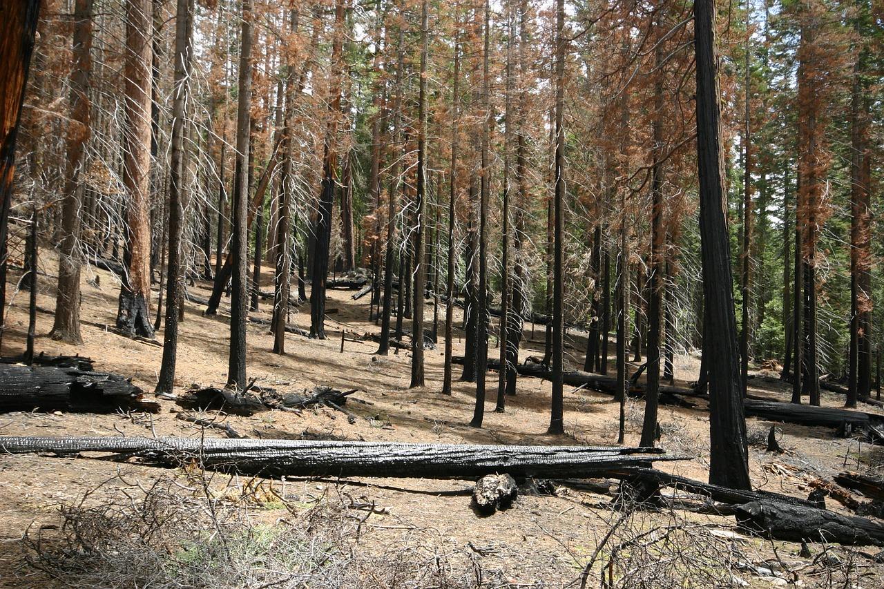 2. 紫杉树市场行情