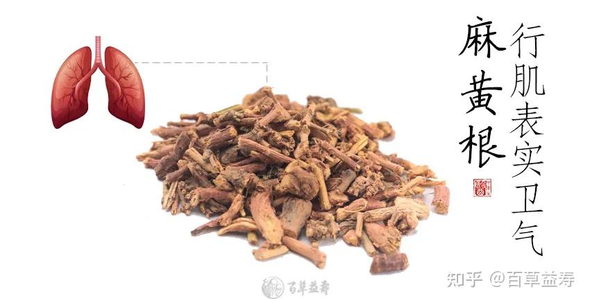 百草益寿:千年止汗第一方,补五脏之气,头,脸,胸背汗都能用 - 知乎