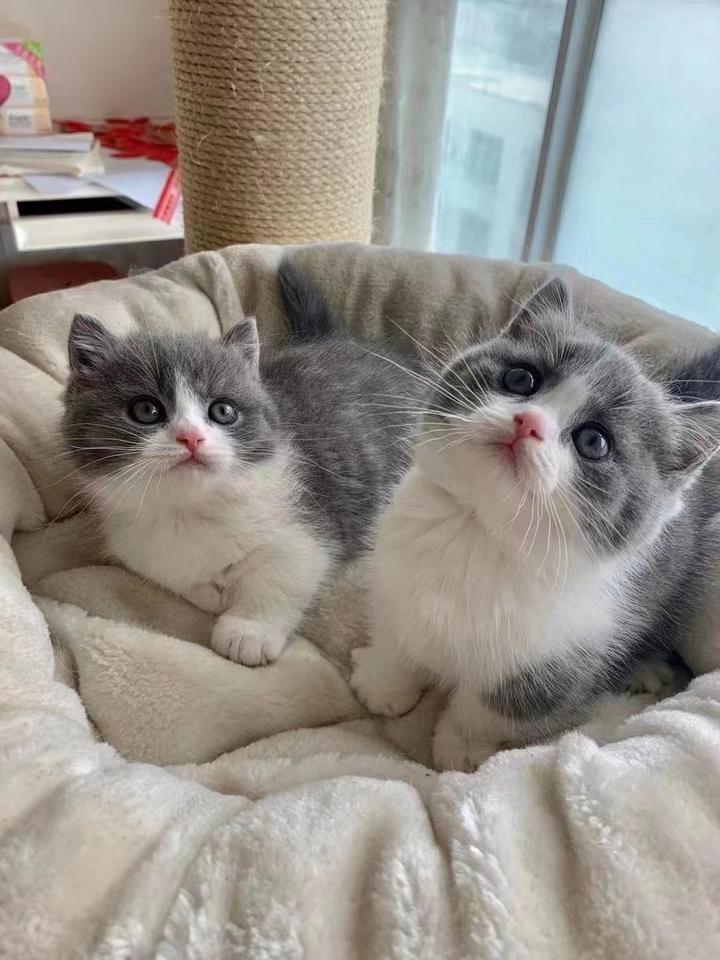 猫新生猫仔窒息怎么治疗，要用哪些药品呢？ - 知乎