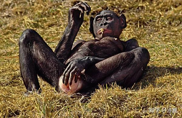 有哪些气质猥琐的动物? - 知乎