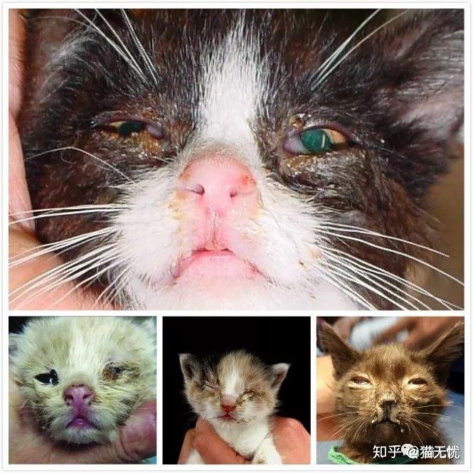 请问猫鼻支的症状及诱发原因还有鼻支跟感冒有什么区别