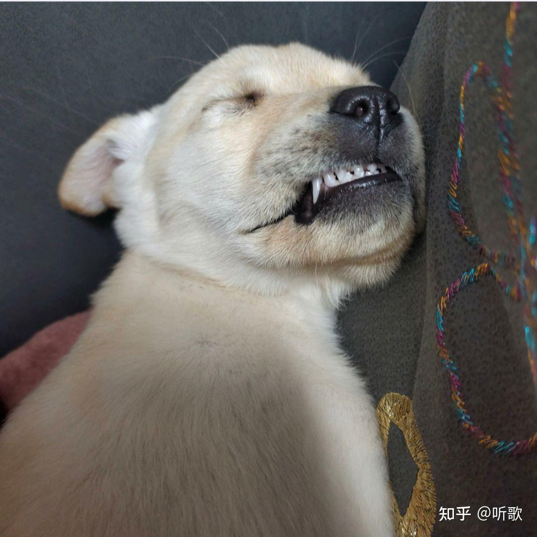 你们是怎么跟狗子玩的? - 知乎